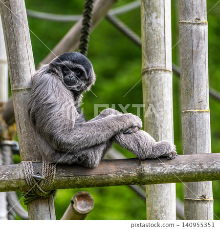 Silvery gibbon, Hylobates moloch in a German park Silvery gibbon, Hylobates moloch in a German park 140955351