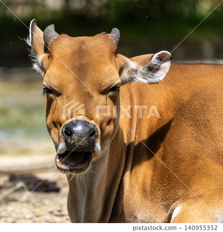 Banteng, Bos javanicus or Red Bull is a type of wild cattle. Banteng, Bos javanicus or Red Bull is a type of wild cattle. 140955352