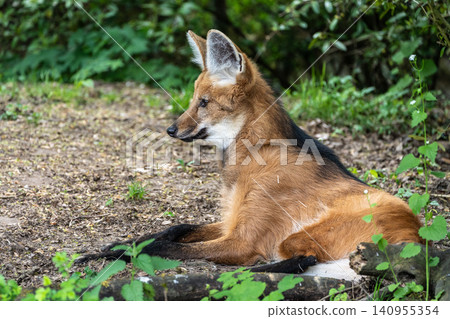 The Maned Wolf, Chrysocyon brachyurus is the largest canid of South America The Maned Wolf, Chrysocyon brachyurus is the largest canid of South America 140955354