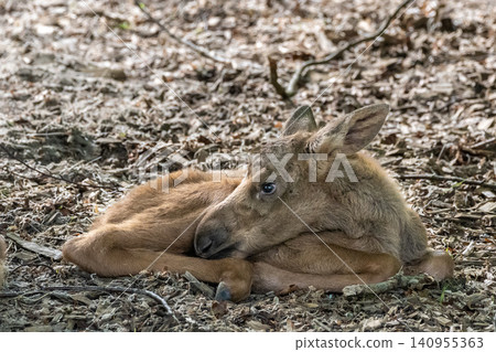 Baby of moose or elk, Alces alces is the largest extant species in the deer family. Baby of moose or elk, Alces alces is the largest extant species in the deer family. 140955363