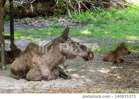 Family of moose or elk, Alces alces is the largest extant species in the deer family. Family of moose or elk, Alces alces is the largest extant species in the deer family. 140955373