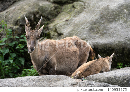 Alpine ibex, Capra ibex is a species of wild goat that lives in the mountains of the European Alps. Alpine ibex, Capra ibex is a species of wild goat that lives in the mountains of the European Alps. 140955375