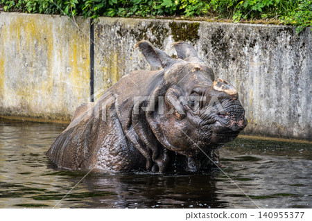 The Indian Rhinoceros, Rhinoceros unicornis aka Greater One-horned Rhinoceros The Indian Rhinoceros, Rhinoceros unicornis aka Greater One-horned Rhinoceros 140955377