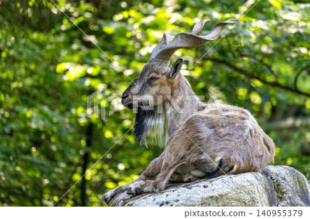 Turkmenian markhor, Capra falconeri heptneri living on the rocks Turkmenian markhor, Capra falconeri heptneri living on the rocks 140955379