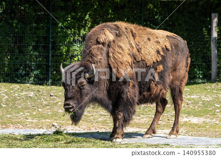 American buffalo known as bison, Bos bison in a german park American buffalo known as bison, Bos bison in a german park 140955380