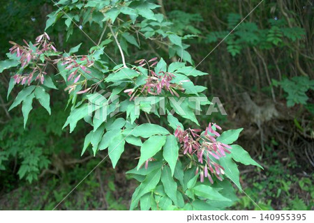 Japanese ash cones Japanese ash cones 140955395