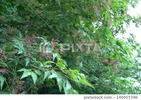 Japanese ash cones Japanese ash cones 140955396