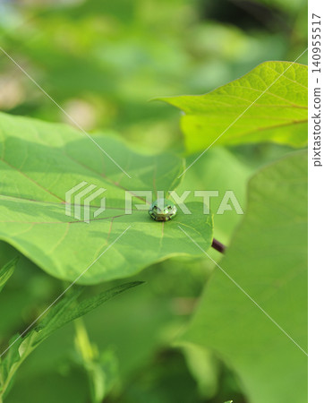 Tree frog Tree frog 140955517