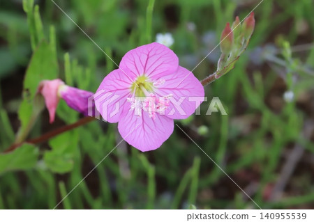 Pink Yugesho flowers blooming in a spring field Pink Yugesho flowers blooming in a spring field 140955539