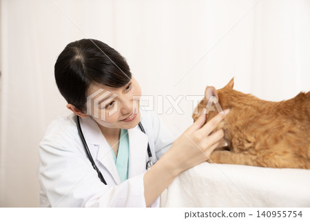 A female doctor examines a tabby cat. 140955754