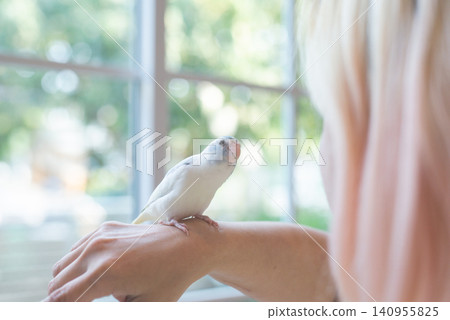 Cute tiny Forpus parrotlet perched on its female owner's hand indoors by the window with soft natural light. 140955825
