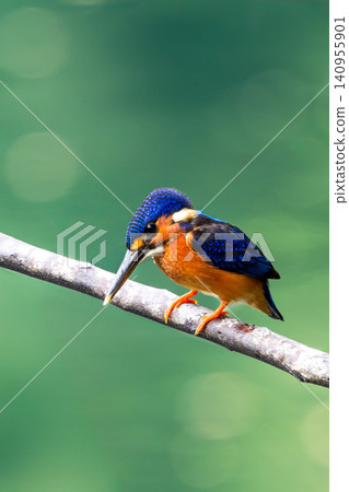 A kingfisher perched on a branch against a green background. A kingfisher perched on a branch against a green background. 140955901