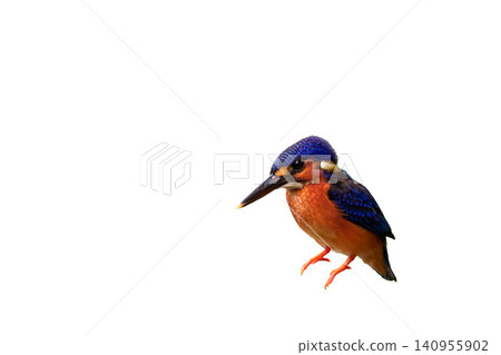 翠鳥(藍翠鳥)- 白色背景 翠鳥(藍翠鳥)- 白色背景 140955902