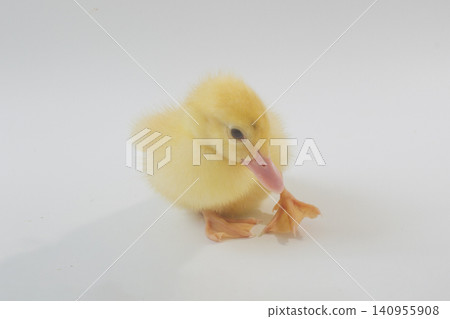 Adorable Yellow Duckling Portrait on a Seamless White Background Adorable Yellow Duckling Portrait on a Seamless White Background 140955908