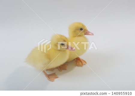 Two Cute Yellow Ducklings Interacting on a White Background Two Cute Yellow Ducklings Interacting on a White Background 140955910