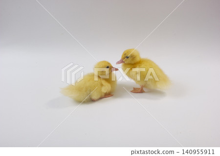 Two Cute Yellow Ducklings Interacting on a White Background Two Cute Yellow Ducklings Interacting on a White Background 140955911