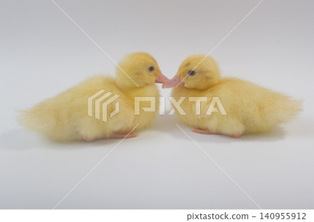 Two Cute Yellow Ducklings Interacting on a White Background Two Cute Yellow Ducklings Interacting on a White Background 140955912