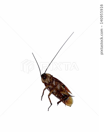 Dead Cockroach Lying Upside Down on a Clean White Background Dead Cockroach Lying Upside Down on a Clean White Background 140955916
