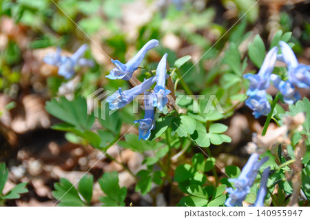 Corydalis ambigua blooming on Izumigatake Mountain in Sendai City 140955947