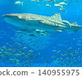 Kaiyukan Aquarium: Giant Whale Shark! 140955975