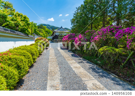 京都市山科區瑞心院參道旁的杜鵑花 京都市山科區瑞心院參道旁的杜鵑花 140956108
