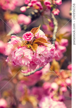 Vintage blossoming orchard. Flowering sakura branches Vintage blossoming orchard. Flowering sakura branches 140956158