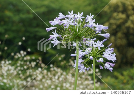 Beautiful agapanthus flowers blooming against the backdrop of the greenery of the former Nakagawa Waterfront Park (horizontal view) Beautiful agapanthus flowers blooming against the backdrop of the greenery of the former Nakagawa Waterfront Park (horizontal view) 140956167