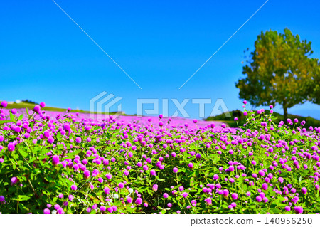 海邊山坡上盛開著千日紅花 海邊山坡上盛開著千日紅花 140956250