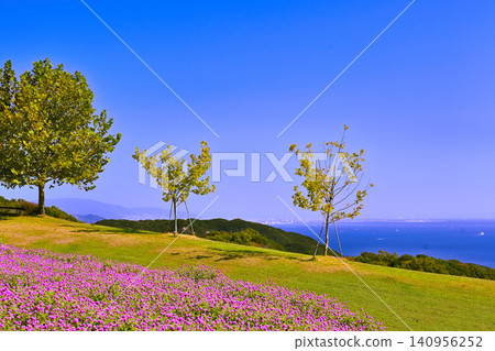 海邊山坡上盛開著千日紅花 海邊山坡上盛開著千日紅花 140956252