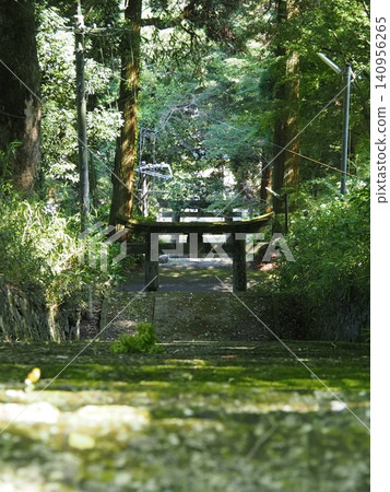 The forest path leading to the shrine's torii gate The forest path leading to the shrine's torii gate 140956265