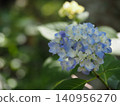 Blue-purple hydrangea flowers blooming in the garden 140956270