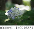 Blue hydrangea flowers against a blurred background 140956271