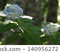 Hydrangea flowers in soft light 140956272
