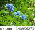Blue hydrangeas blooming amidst the fresh green leaves 140956273