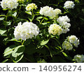 Green leaves and white hydrangea flowers 140956274