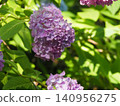 Purple hydrangeas in full bloom 140956275