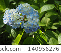 Blue hydrangeas surrounded by green leaves 140956276