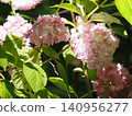 Pink hydrangea flowers in full bloom 140956277