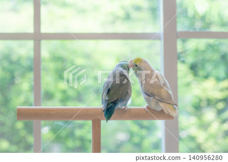 Two cute Forpus parrotlets kissing and nuzzling each other on a wooden stand indoors by the window with soft natural light. Two cute Forpus parrotlets kissing and nuzzling each other on a wooden stand indoors by the window with soft natural light. 140956280