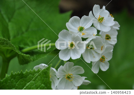 Diphylleia grayi blooming on Izumigatake Mountain in Sendai City Diphylleia grayi blooming on Izumigatake Mountain in Sendai City 140956423