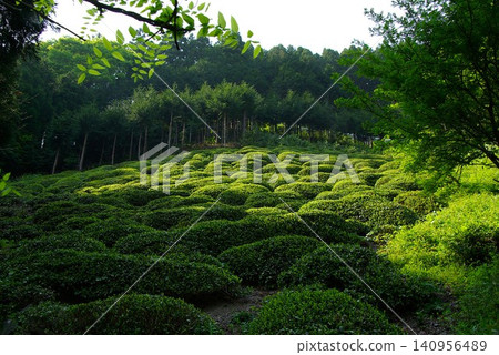 In Sazareishi Park in Himachi, Ibigawa Town, Gifu Prefecture, there is a sazareishi (small pebbles) that are mentioned in the Japanese national anthem, Kimigayo. In Sazareishi Park in Himachi, Ibigawa Town, Gifu Prefecture, there is a sazareishi (small pebbles) that are mentioned in the Japanese national anthem, Kimigayo. 140956489