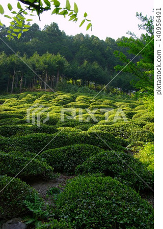 In Sazareishi Park in Himachi, Ibigawa Town, Gifu Prefecture, there is a sazareishi (small pebbles) that are mentioned in the Japanese national anthem, Kimigayo. In Sazareishi Park in Himachi, Ibigawa Town, Gifu Prefecture, there is a sazareishi (small pebbles) that are mentioned in the Japanese national anthem, Kimigayo. 140956491