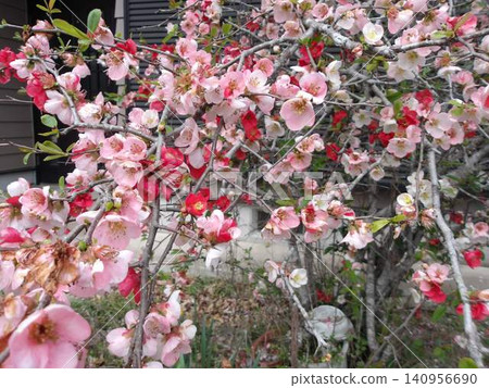 Sidomi flower (also known as Kusapoke) Sidomi flower (also known as Kusapoke) 140956690