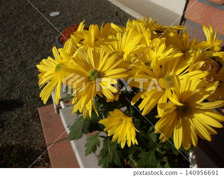 Autumn chrysanthemum Autumn chrysanthemum 140956691