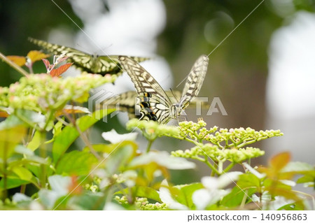 A swarm of swallowtail butterflies gathered around a flower. A swarm of swallowtail butterflies gathered around a flower. 140956863