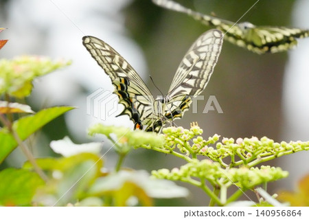 Swallowtail butterfly that smokes nectar Swallowtail butterfly that smokes nectar 140956864