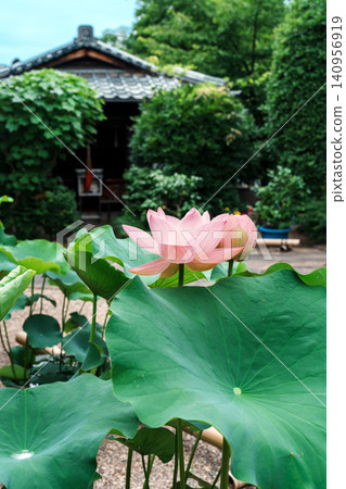 A scene of lotus flowers in bloom at Hoju-ji Temple A scene of lotus flowers in bloom at Hoju-ji Temple 140956919
