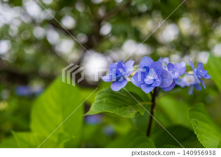 Hydrangeas blooming in the clear in the rainy season Hydrangeas blooming in the clear in the rainy season 140956938