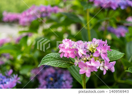 繡球花在雨季清澈盛開 繡球花在雨季清澈盛開 140956943