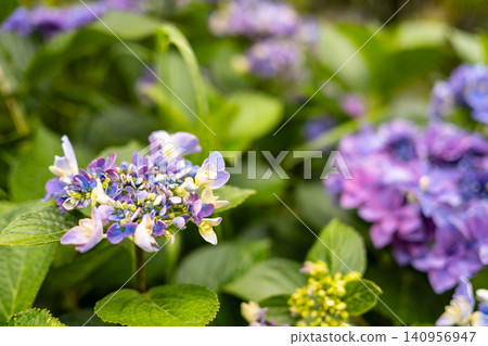 Hydrangeas blooming in the clear in the rainy season Hydrangeas blooming in the clear in the rainy season 140956947